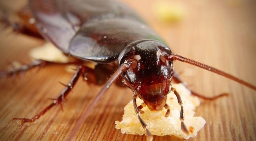 Do Ultrasonic Pest Repellers Work on Roaches (What You Should Know)
