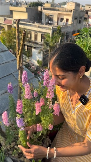 How to grow Larkspur: • sow seeds in a mix of 60% cocopeat, 40% vermicompost • seed source @kohimaagro or @plant_me_love • don’t sow seeds deep, sow them lightly • sow seeds when it’s a little cold, end October to November is a good time • larkspur don’t take a lot of space, so you can plant a few them together • well draining soil mix: 35% garden soil, 25% compost, 25% cocopeat, 10% sand, 5% neem manure • 📍location: punjab, India • full sunlight, mid sized pots around 12 inches deep are good t