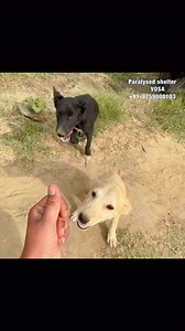 Help to make new paralysed shelter For donations: http://m-lp.co/paralyse?utm_medium=more_share&utm_source=app #paralyzedshelter #voice_of_stray_animals_hapur | Voice of stray animals hapur - VOSAH