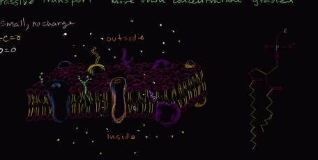 Passive transport and selective permeability