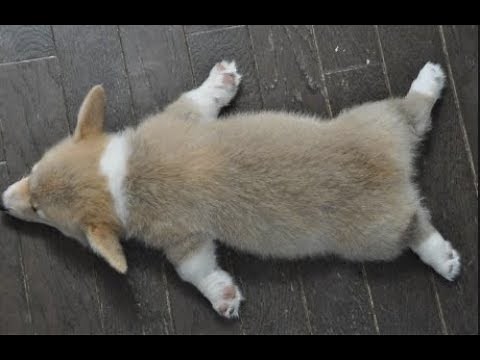 【コーギー】の めっちゃ可愛い動画集 2018