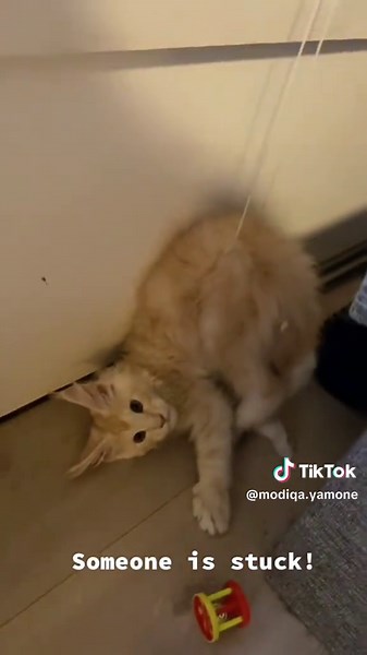 cat core#funnycats #funnyanimals #petvideos #cat #catsoftiktok | cat