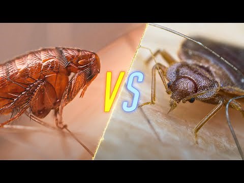 Fleas VS Bed Bugs