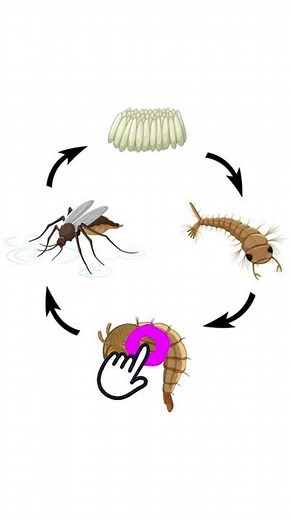Mosquito Life Cycle | Life Cycle of Mosquito