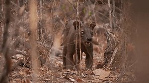 Fossa - Cryptoprocta ferox long-tailed mammal endemic to Madagascar, family Eupleridae, related to the Malagasy civet, the largest mammalian carnivore and top or apex predator on Madagascar in forest.