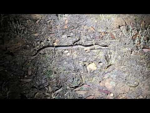 Juvenile Eastern Brown snake (Pseudonaja textilis) foraging at night.