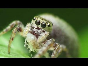 How to Take Amazing Macro Photographs with a Canon PowerShot Digital Camera