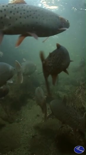 An excerpt from a tribute to the life and work of Bob "Doc" Behnke, professor of Fish, Wildlife, and Conservation Biology at Colorado State University's Warner College of Natural Resources. Behnke's work focused on trout and trout fisheries. Without his efforts our streams today may not have the native trout in them. For more videos about CSU, check out Colorado State University's YouTube channel at / coloradostateuniv BECOME AN FI MEMBER for full educational access to our film catalog and Fresh