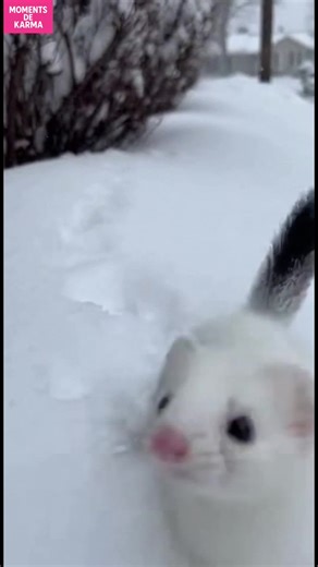 Belette dans la neige! Regardez cette belette jouer dans la neige! #fblifestyle #AI Generated using Kling AI . . . (À des fins de divertissement uniquement. Consulter des professionnels si des conseils sur les activités sont présentés. Aucune affiliation à une marque n'est implicite si elle est représentée. Si le contenu s'inspire d'événements réels, des adaptations créatives peuvent être incluses. Le contenu peut inclure des images publiques.) | Fabiosa Animation