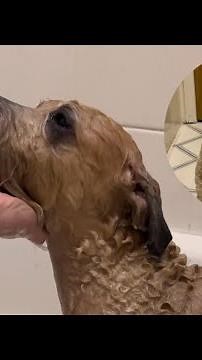 How to PROFESSIONALLY wash (and dry) your dog at home!