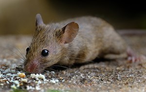 7 Common Types of Mice in New York (2023 Guide) - The Gardening Dad