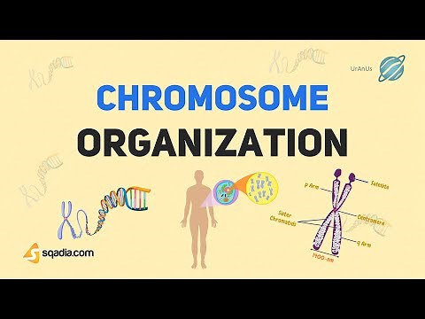 Chromosome Structure | Introduction | Function and Organization | Cell Biology Basics