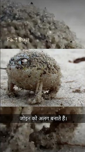 "Desert Rain Frog: The Cutest and Strangest Frog You’ve Never Heard Of!"