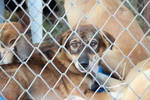 How to help prevent animal cruelty in your community: 5 simple ways