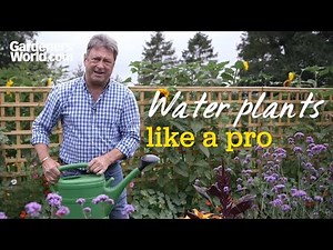 How to water plants effectively