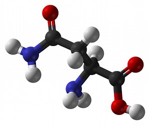 Définition | Asparagine : qu'est-ce que c'est ? | Futura santé