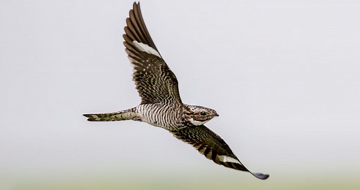 Common Nighthawk Sounds, All About Birds, Cornell Lab of Ornithology