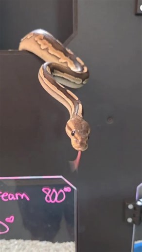 Barney the Ball Python: Feeding Day Insights