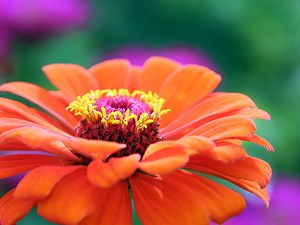 Flower gardening for beginners: 12 easy flowers to grow from seed - Growing Family