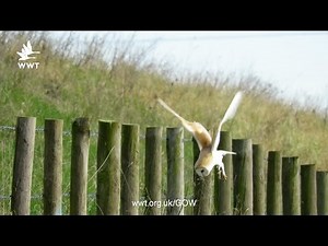 Barn Owl hunting | WWT Welney