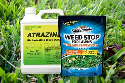 6 Best Pre Emergent Weed Killers For St. Augustine & When To Apply