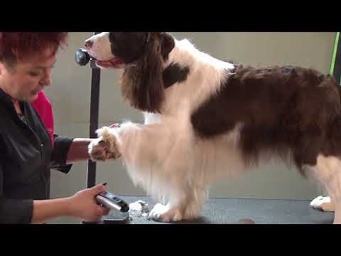 How to Mimic a Show Style Trim on a Pet Springer Spaniel