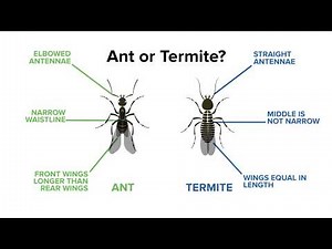 Identifying Ants vs. Termites