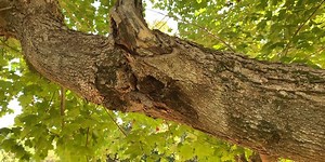 'Don't wait until hurricane season': Check your trees for damage before the storms hit