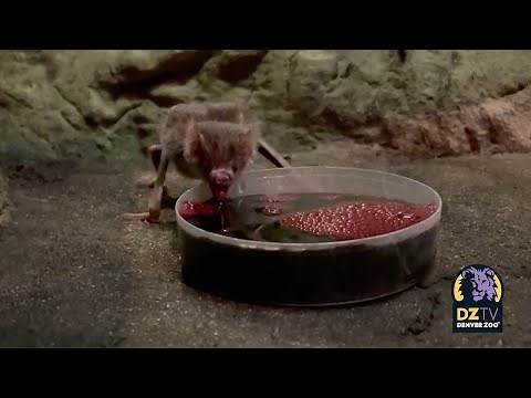 Top Posts of 2022: Vampire Bat Feeding