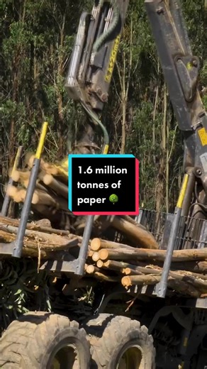 The Process of Turning Trees into Paper: How It's Made