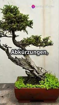 Bonsai von Anfang an: Zwei Ahorn-Bäume – Zwei Wege!