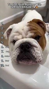 “Sorry Not Sorry 😂 English Bulldogs With Zero Regrets – The Sassiest Bulldogs Ever!”