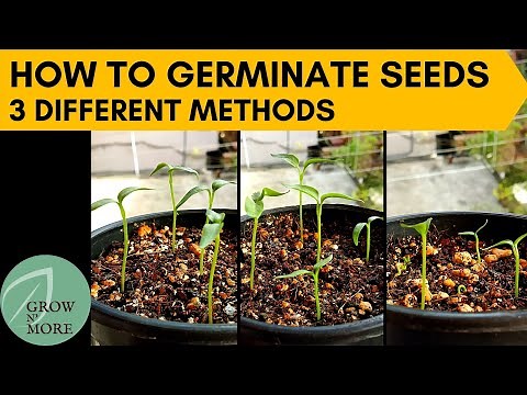 How to Germinate Seeds Easily? 3 Methods of Starting Seeds at Home with Higher Germination Rate