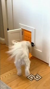 Re-sharing the Lego room doggie door because it’s fun and cute 😉#cute #cuteanimals #customdoor