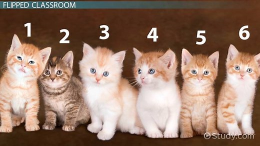 Teaching Math in Elementary | Strategies, Importance & Benefits