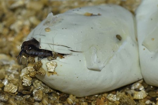 How Do Snakes Give Birth? - Snake Reproduction Explained - Wildlife Informer