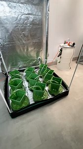 4.1K views · 81 reactions | The PotPro Platform System is simply...