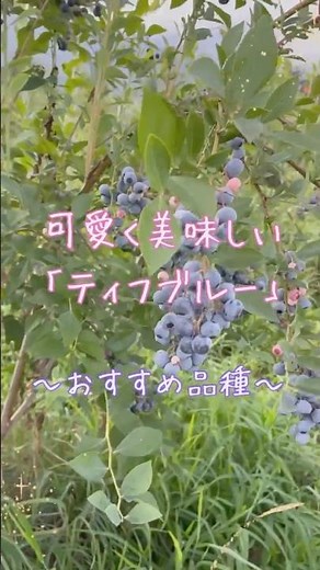 ラビットアイ系「ティフブルー」〜甘く可愛いビジュアルの品種〜 #ブルーベリーの森あづみの #ブルーベリー栽培
