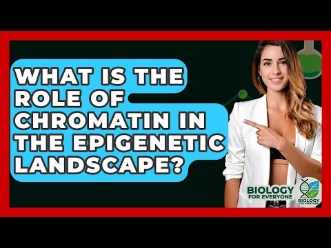 What Is The Role Of Chromatin In The Epigenetic Landscape? - Biology For Everyone