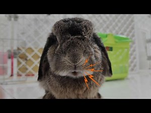 Rabbit Screaming Noise🐰😱- Rabbit Distress Screaming Sound Effect