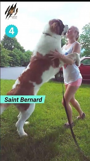 Top-5 Biggest Dog Breeds In The World 2024 | Wildlife Claws