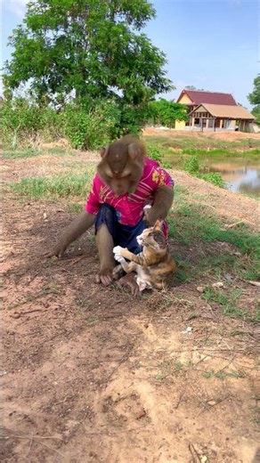 Great video Super SokYaa Very Adorable & Harmony Animals Around The World #shorts