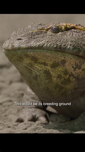 Can a Frog Survive Among Dinosaurs?
