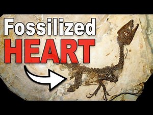 3 Dinosaur Fossils That Preserve Internal Organs
