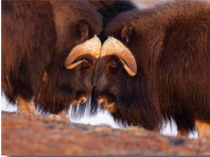 Species Spotlight! Musk Ox : "The Bearded One" — Alaska Wildlife Alliance (AWA)