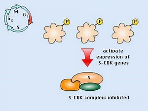 Cell Cycle Process and regulation Animation