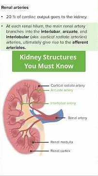Kidney Structures You Must Know: Medulla and Cortex Explained 🩻
