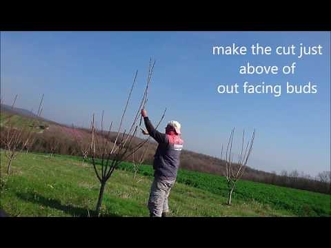 How To Prune 3 Years Old Cherry Tree Simple Steps