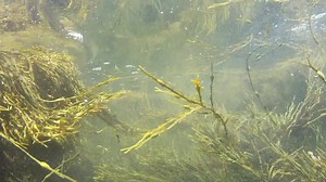 272 reactions · 51 shares | Trouw Nutrition’s functional pet food ingredient, Tasco®, the Superfood of the Sea, is harvested and processed in a unique way to retain all of the plant’s nutrients. | Petfood Industry Community | Facebook