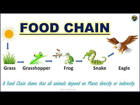 Food Chain | What is a food chain? | Food Chain for Kids
